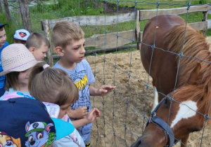Dzieci karmią konia