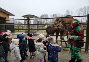 Dzieci oglądają wielbłąda